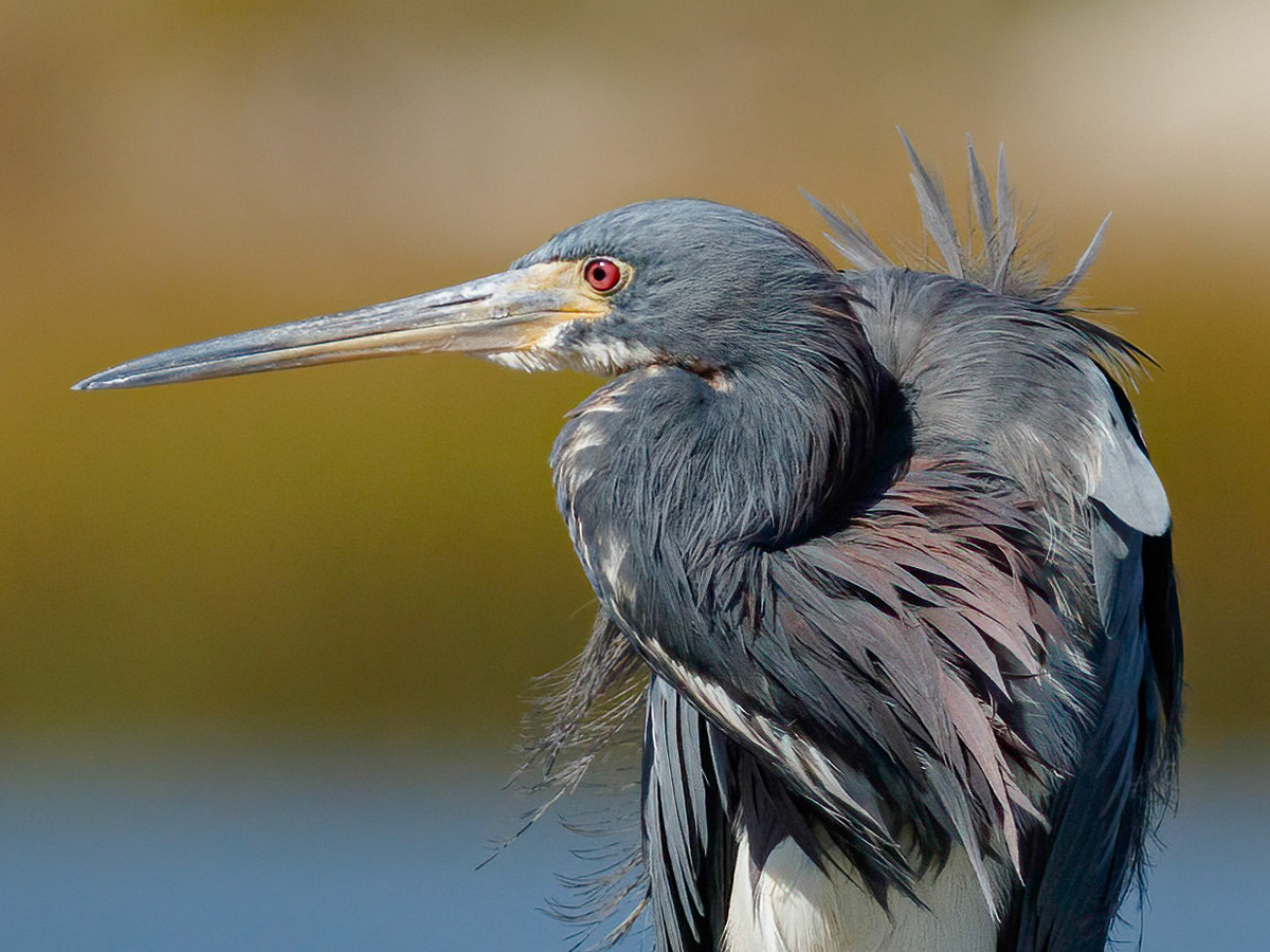 Tricolor Heron 14, OIB Ferry Landing Area