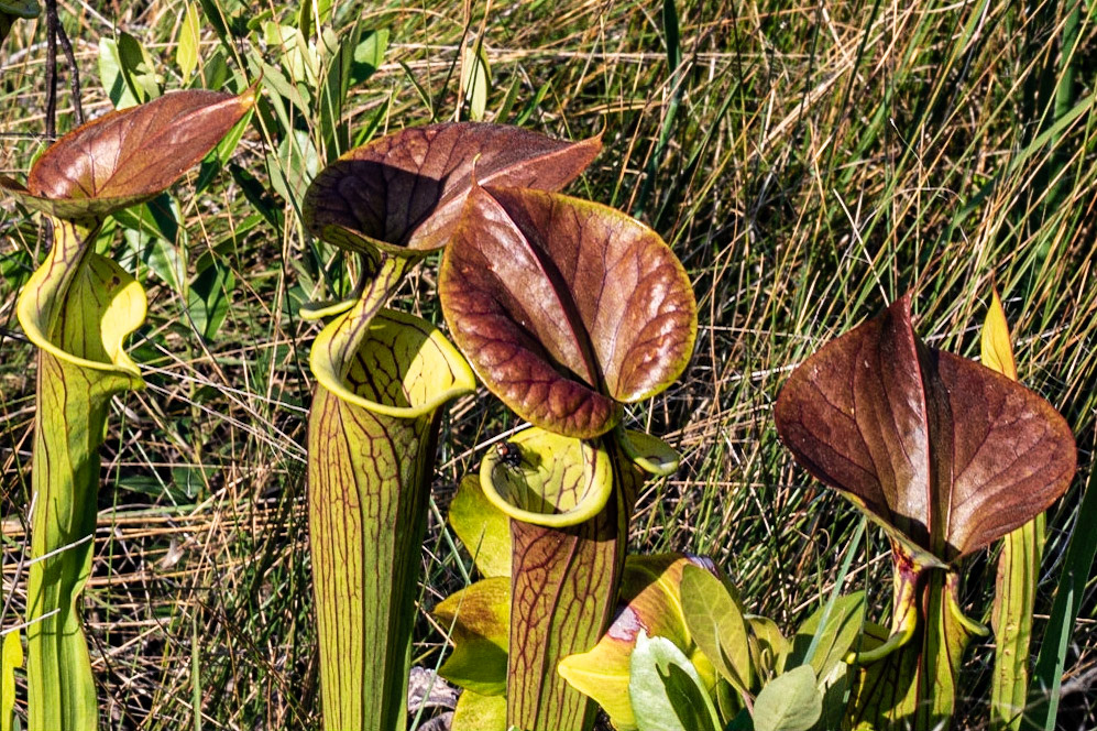 Copper top   Pitcher plant, Green Swamp