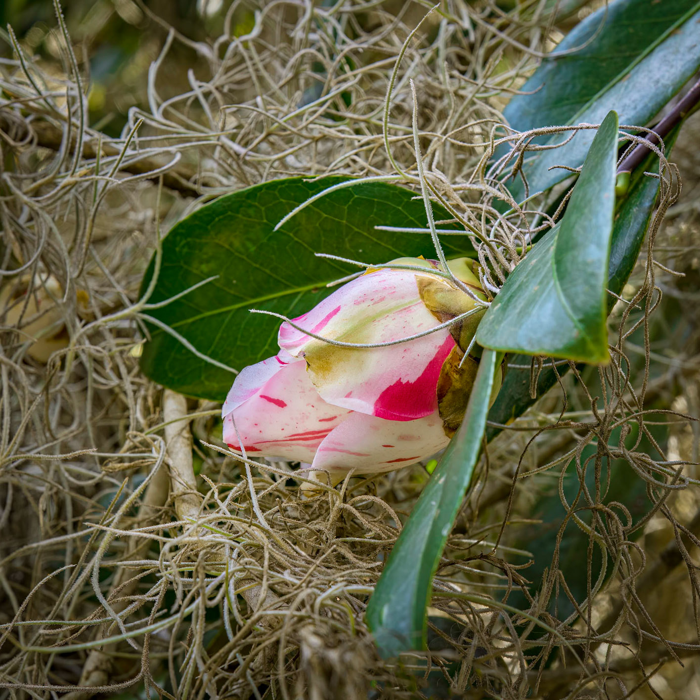 Camellia 5, Airlie Gardens