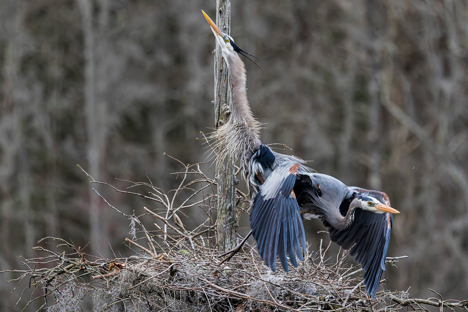 Great Blue Heron 96, Magnolia Plantation, Charlestton, SC