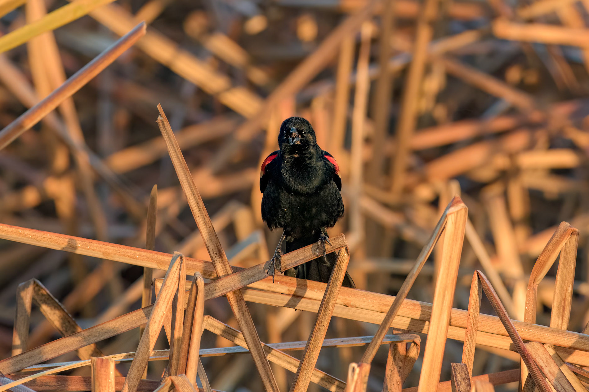 Red Winged Blackbird 6, Carl Bazemore Platform, Sunset Beach