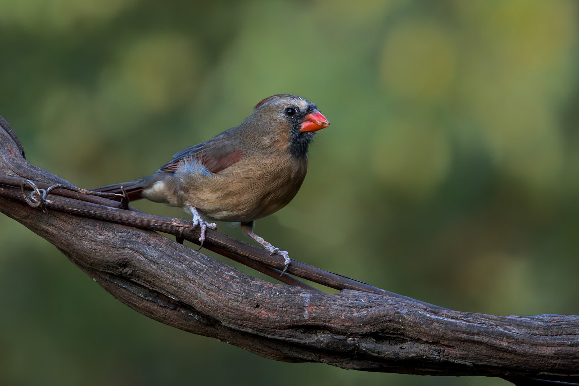Female cardinal 3, The Nut House, Clemson,. SC