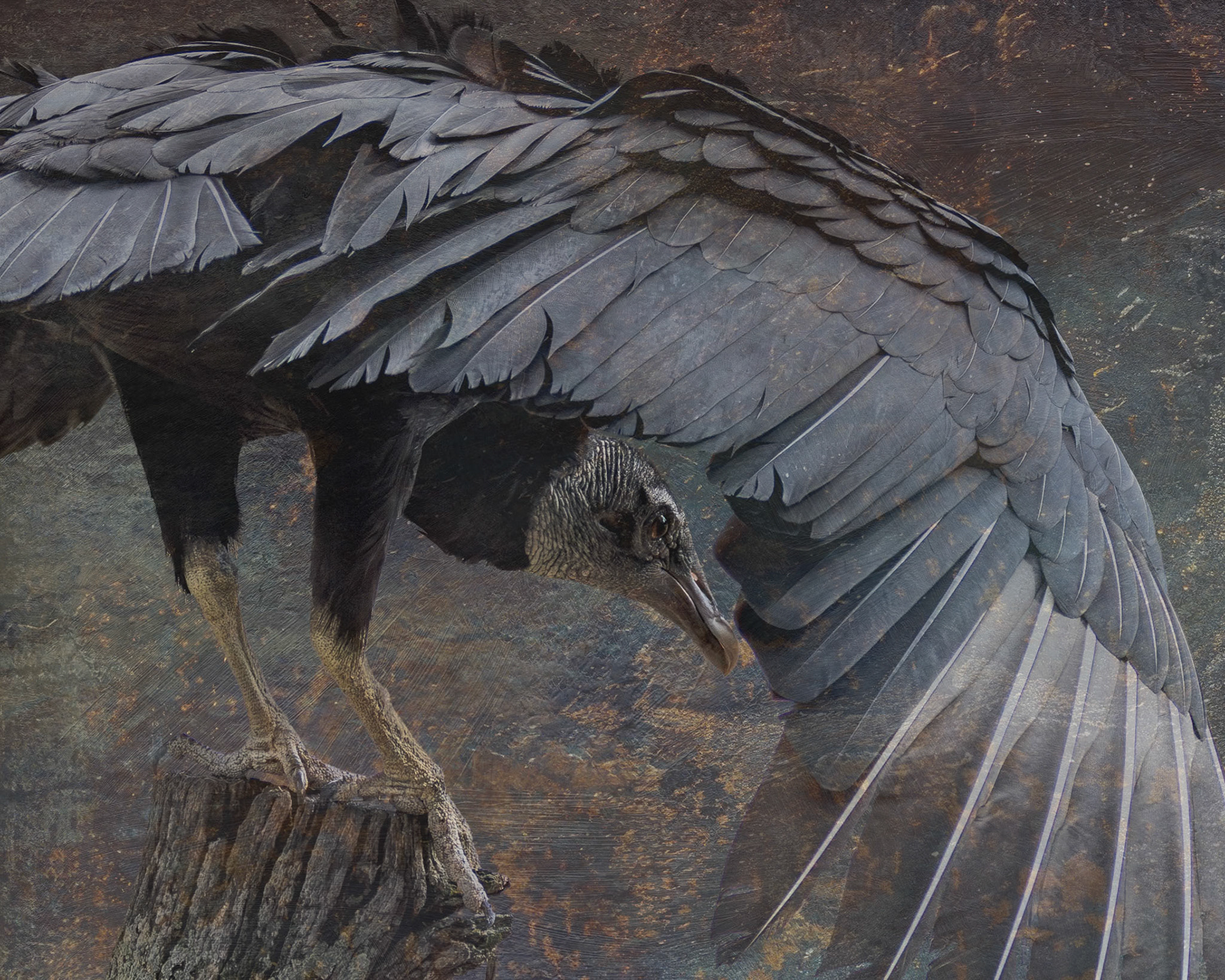 Black vulture 2, Center for Birds of Prey, Awendaw, SC