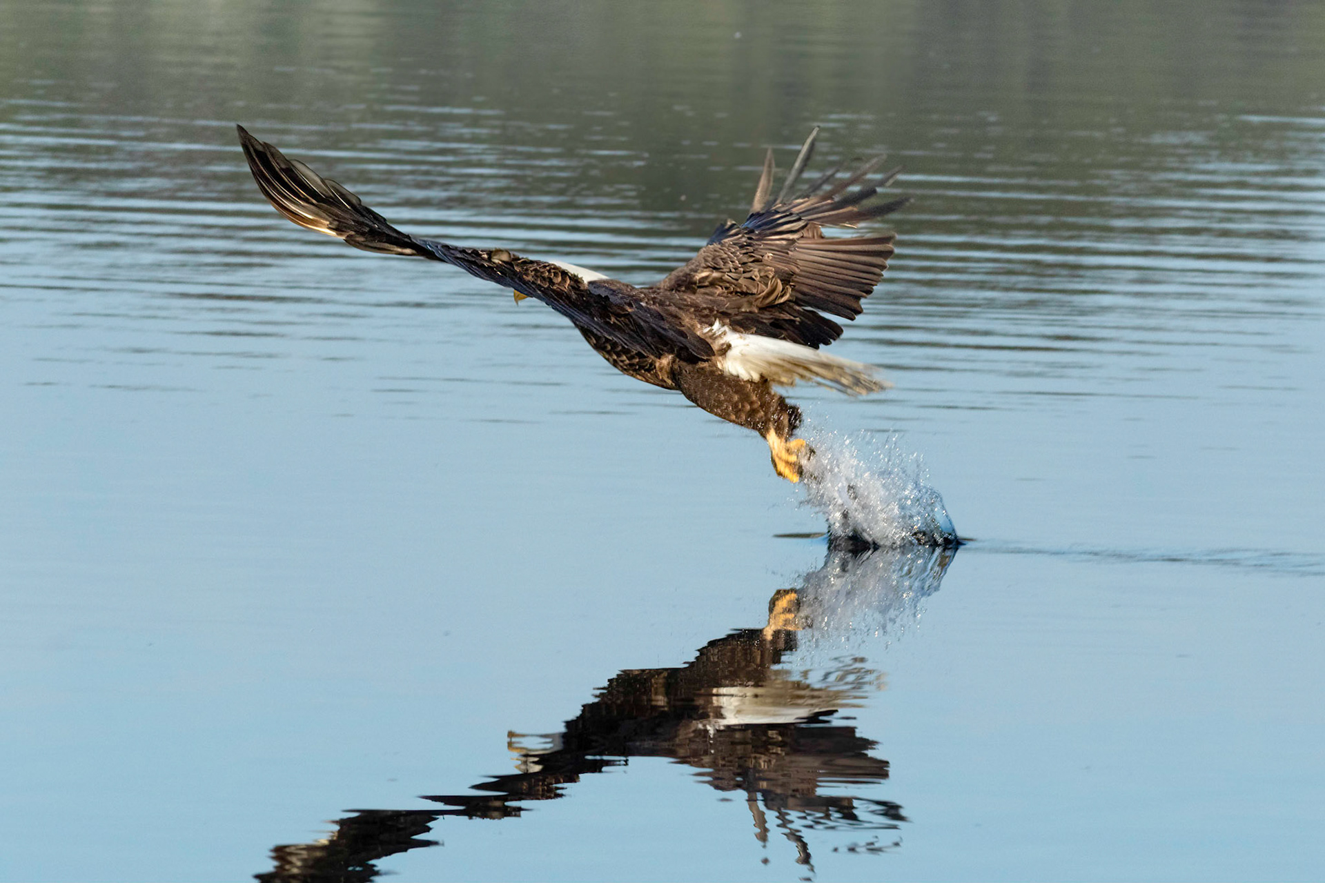 Bald Eagle 35, Carl Bazemore Platform, Sunset Beach