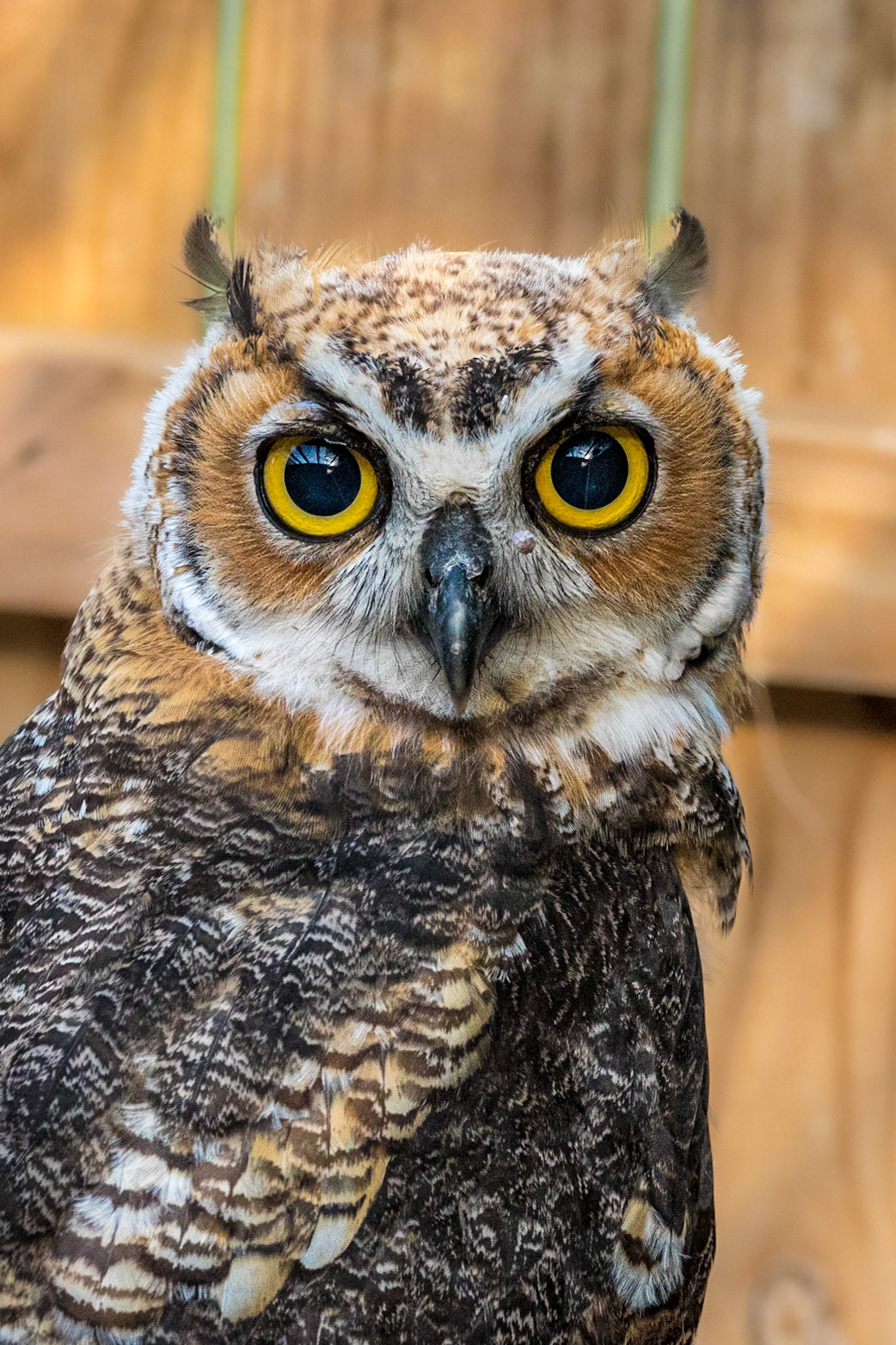 Hootsie 10, Great Horned Owl Juvenile, Sea Biscuit Wildlife Shelter