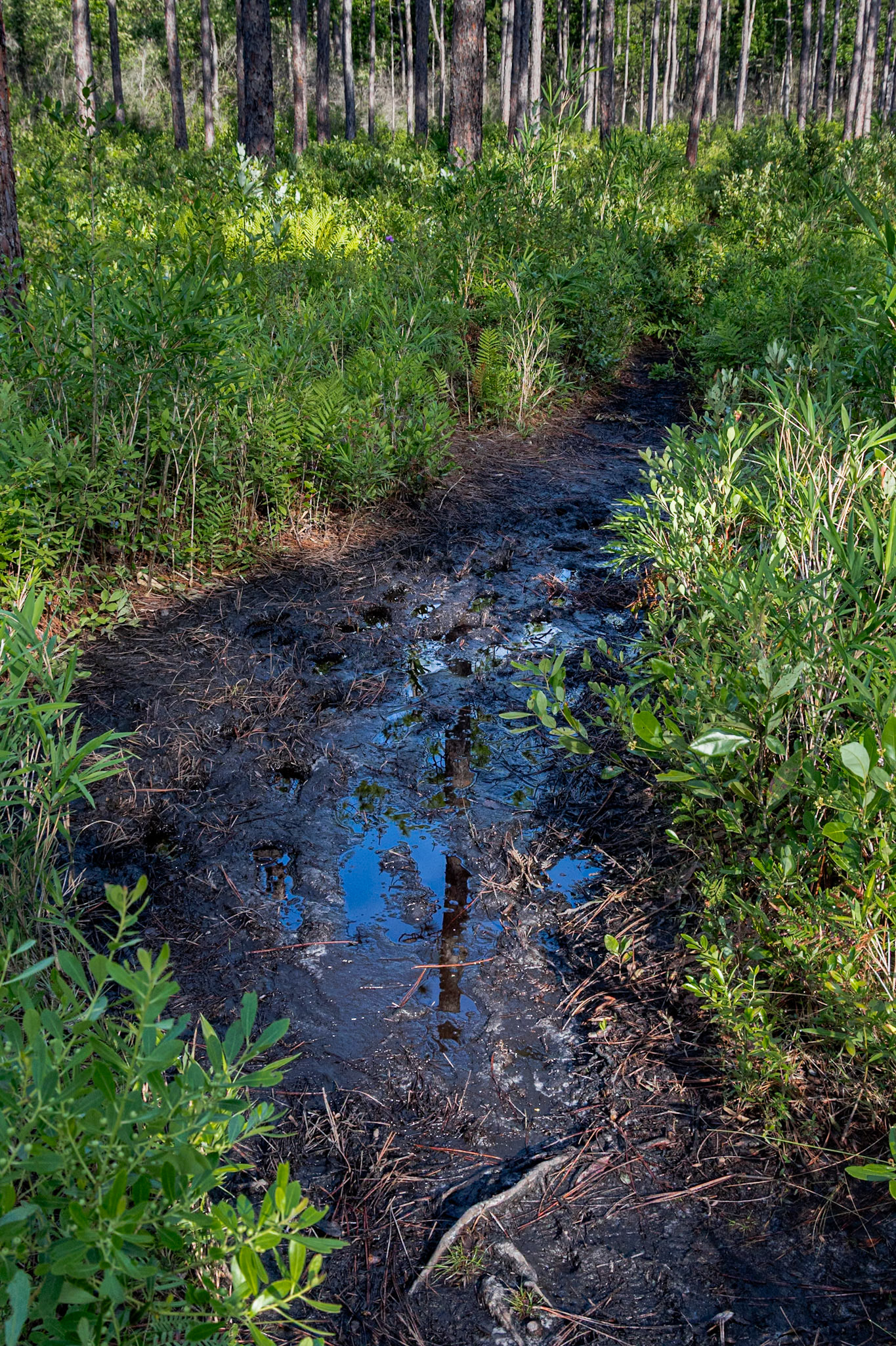 Wetter Green Sweamp trail a few days after the rain 2