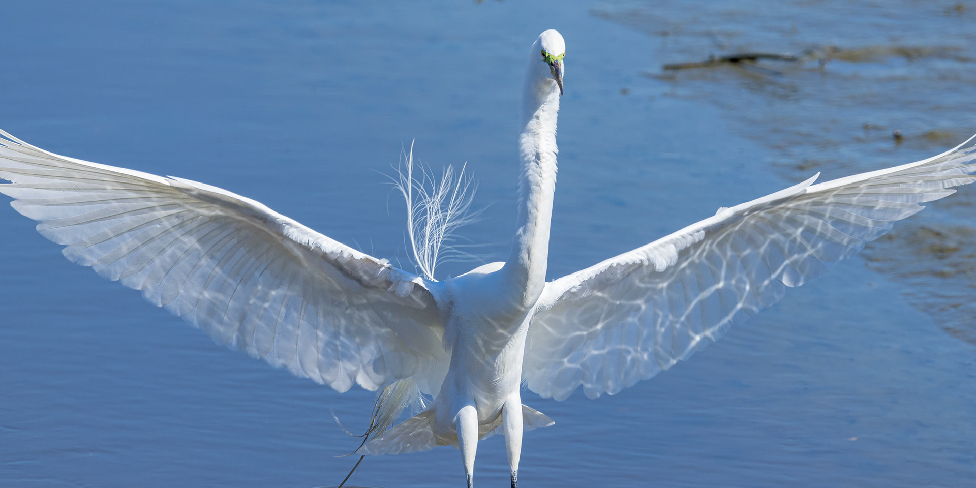 Great egret 61, Huntington Beach State Park, SC