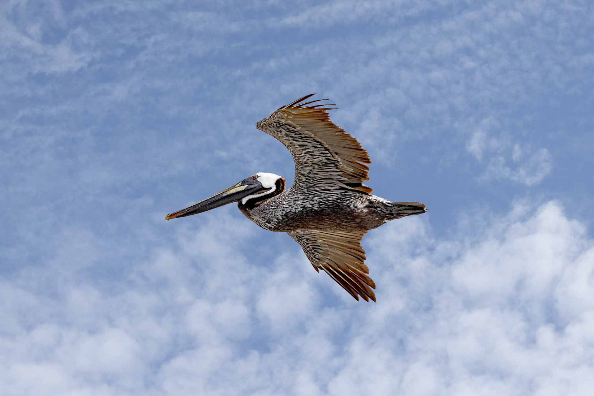 Pelicans 61, OIB east end