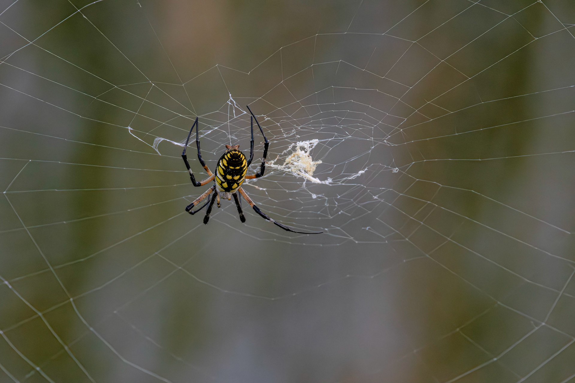 Orb weaver 2, Carl Bazemore Bird Walk