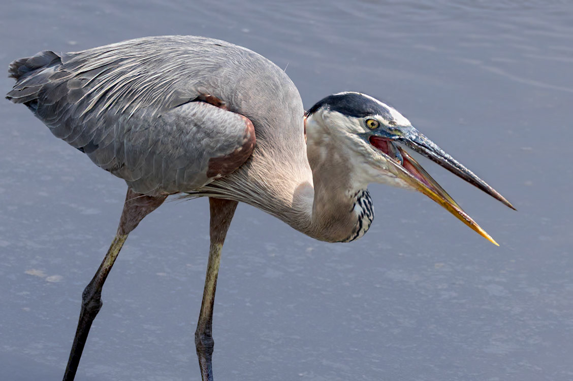 Great blue heron 76, Huntington Beach State Park, SC