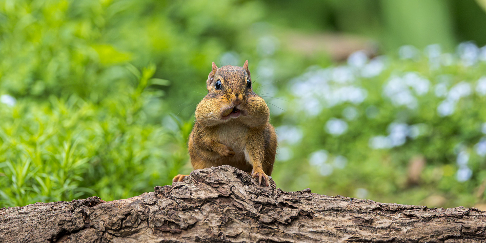 Chipmunk 2, The Nut House, Clemson, SC