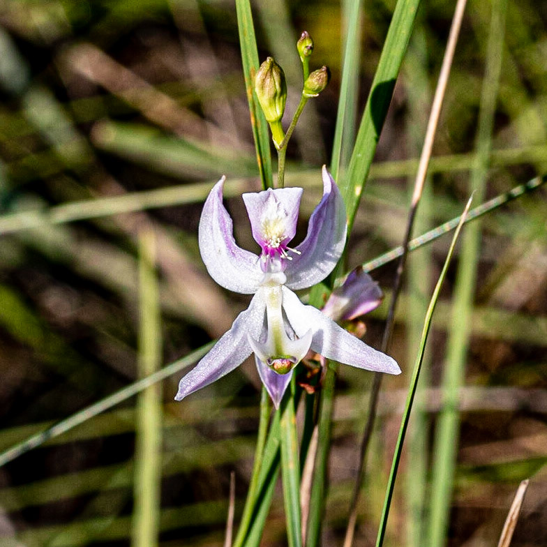Grass pink orchid 3, Green Swamp Preserve