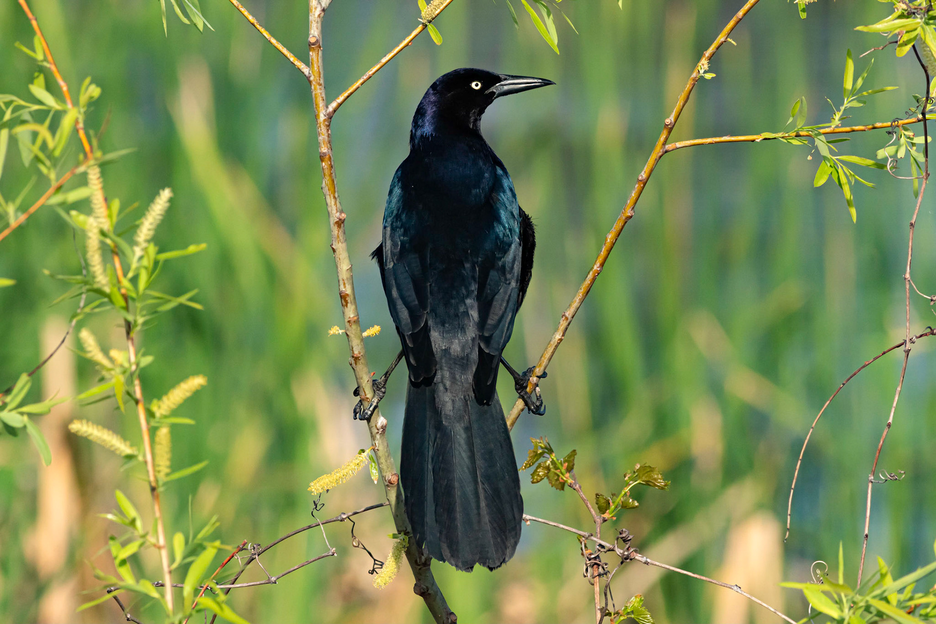 Boat tailed grackle 7, Carl Bazemore platform, Sunset Beach