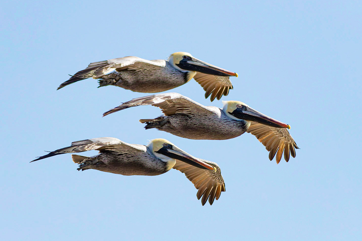 Pelicans 46, OIB East end