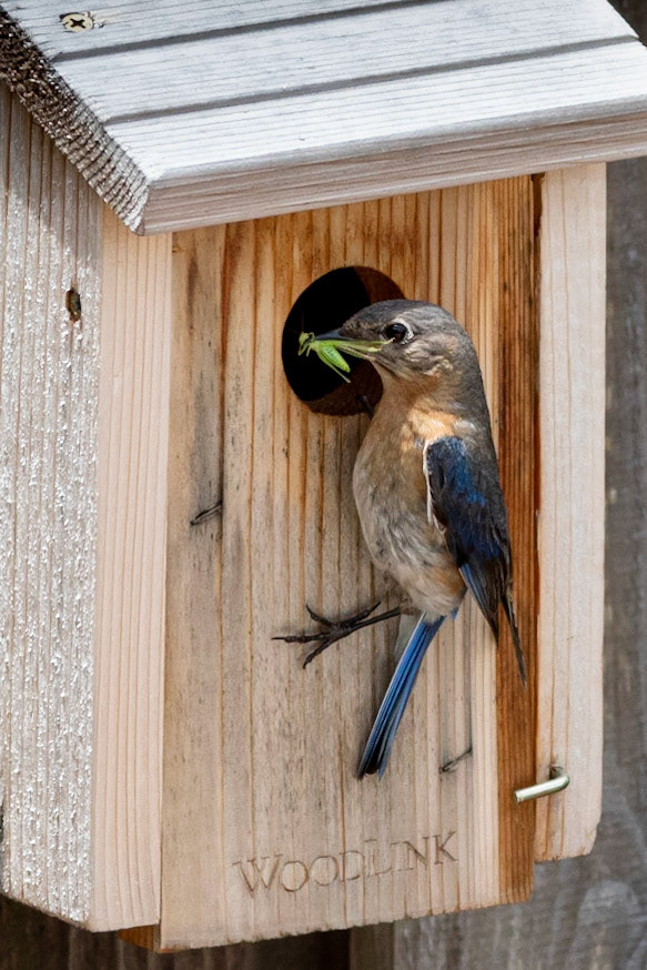 Female Eastern Bluebird, OIB