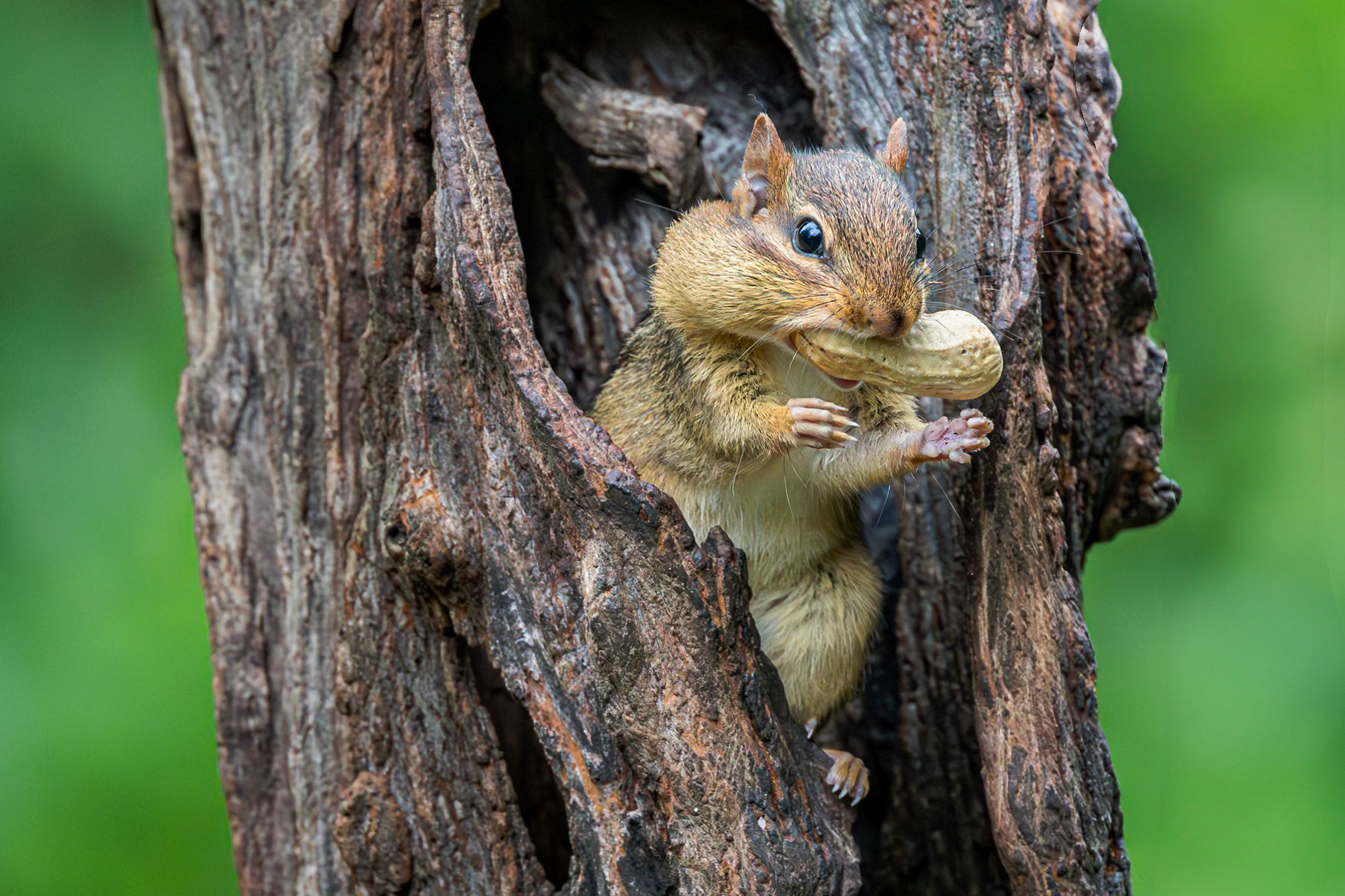 Chipmunk 5, The Nut House, Clemson, SC