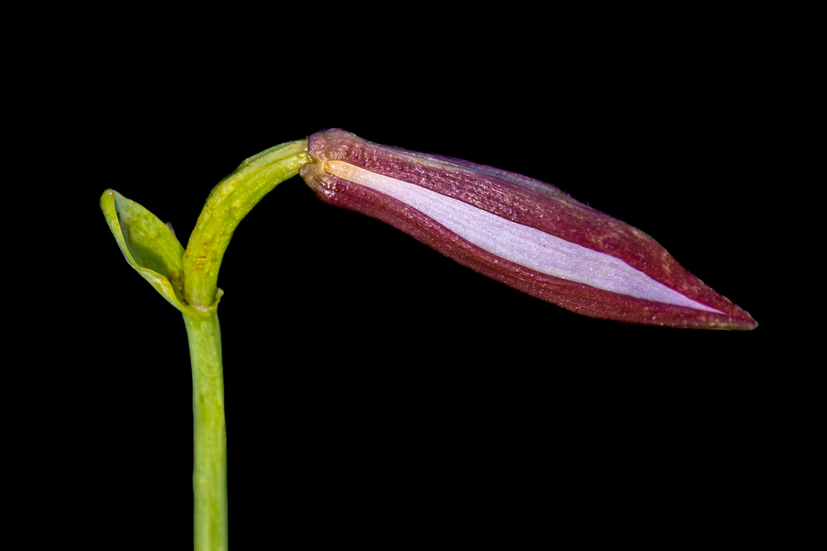 Coastal plain spreading pogonia  orchid 5, Green Swamp Preserve