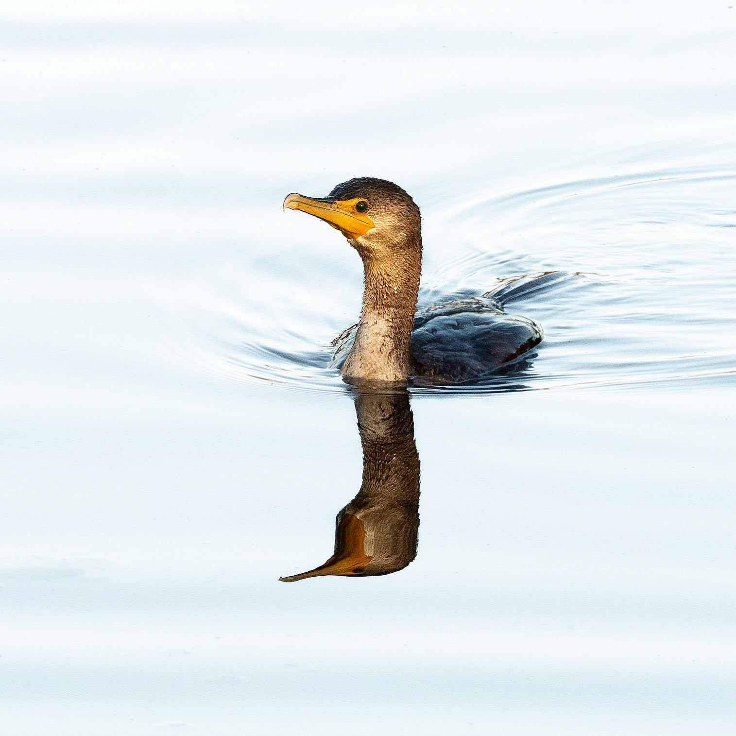 Cormorant 9, Carl Bazemore bird platform, Sunset BEach, NC