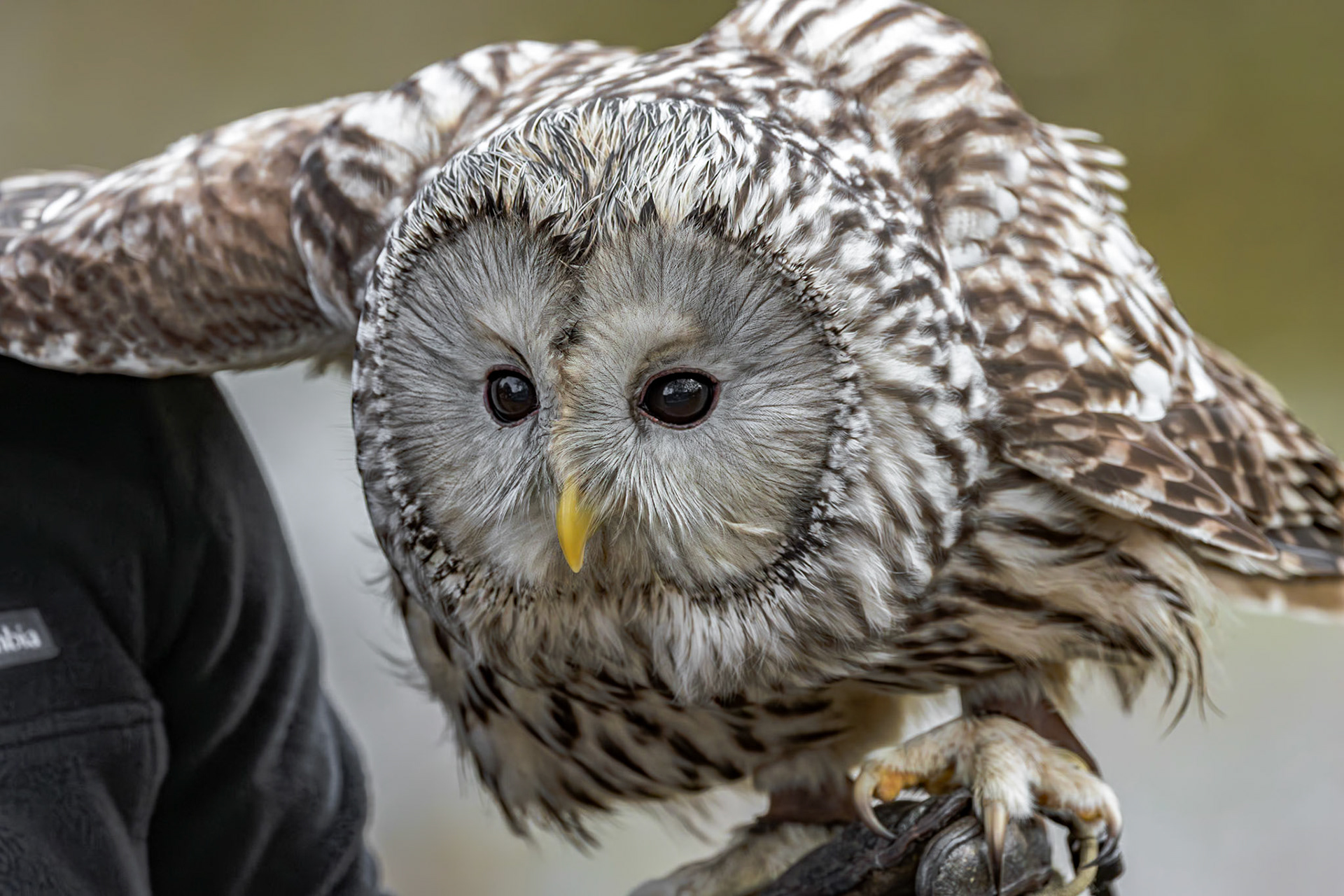 Ural Owl 7, Center for Birds of Prey, Awendaw, SC
