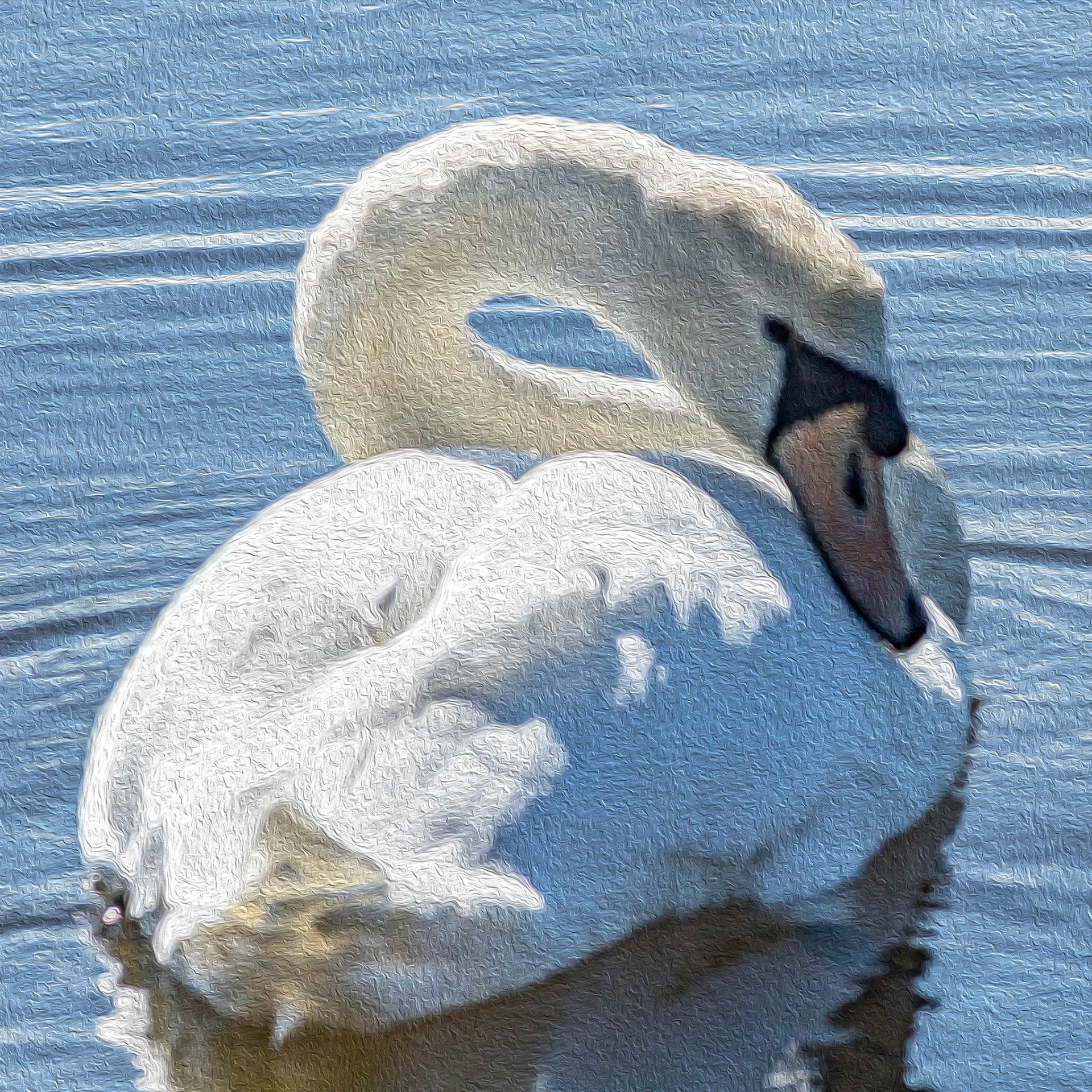Oil Painting 29, Mute Swan, Huntington Beach SP, SC