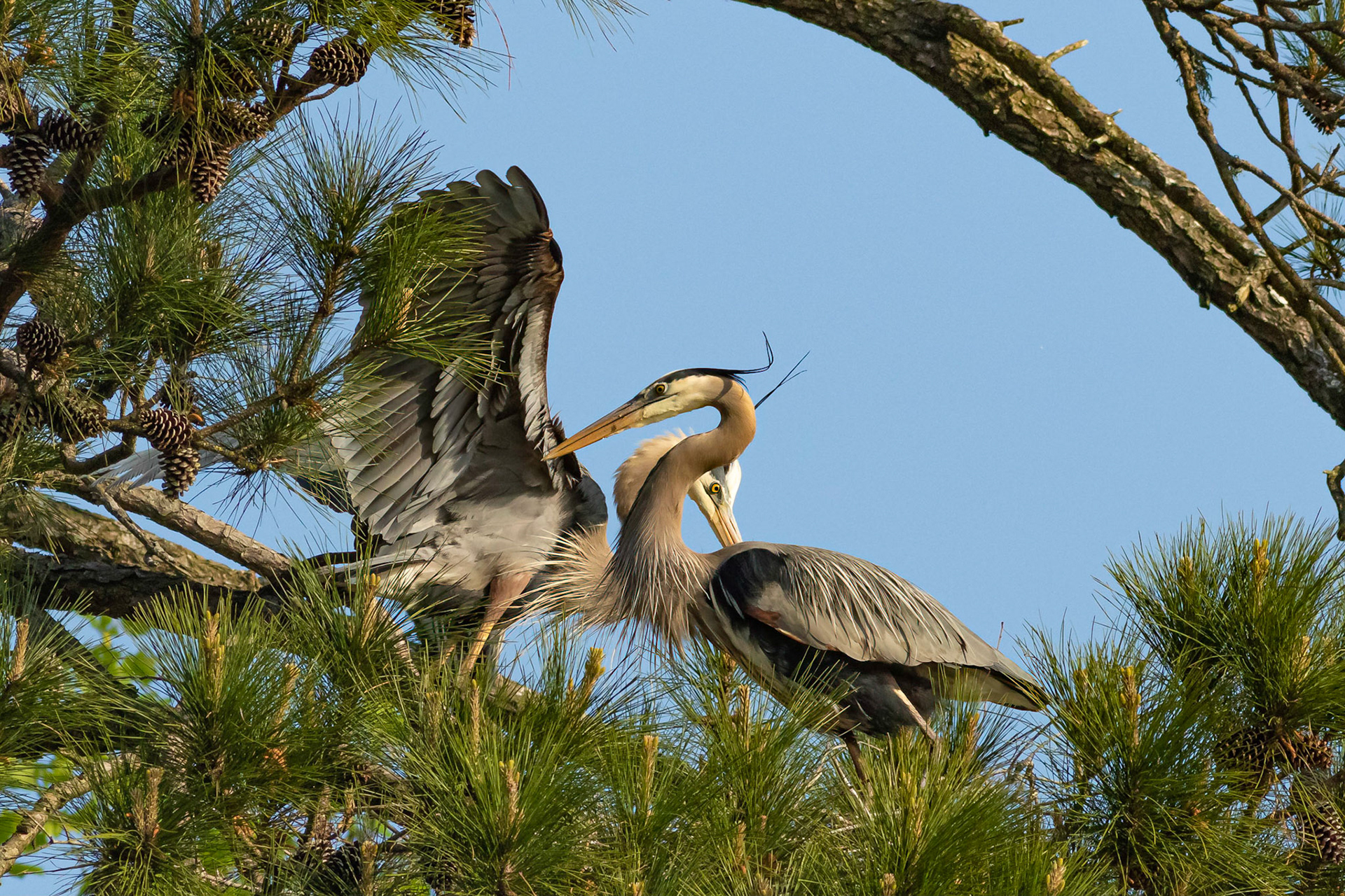 Rookery 3, Sea Trail