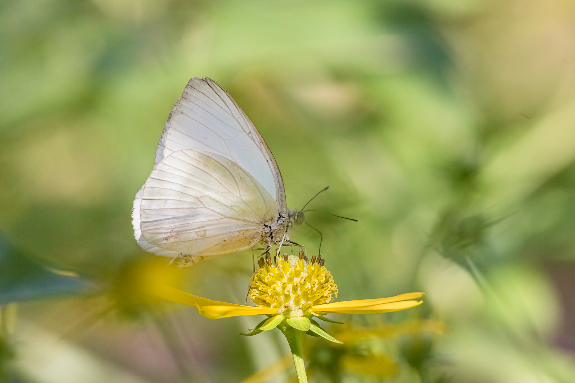 Great white southern butterfly 1, Airlie Gardens