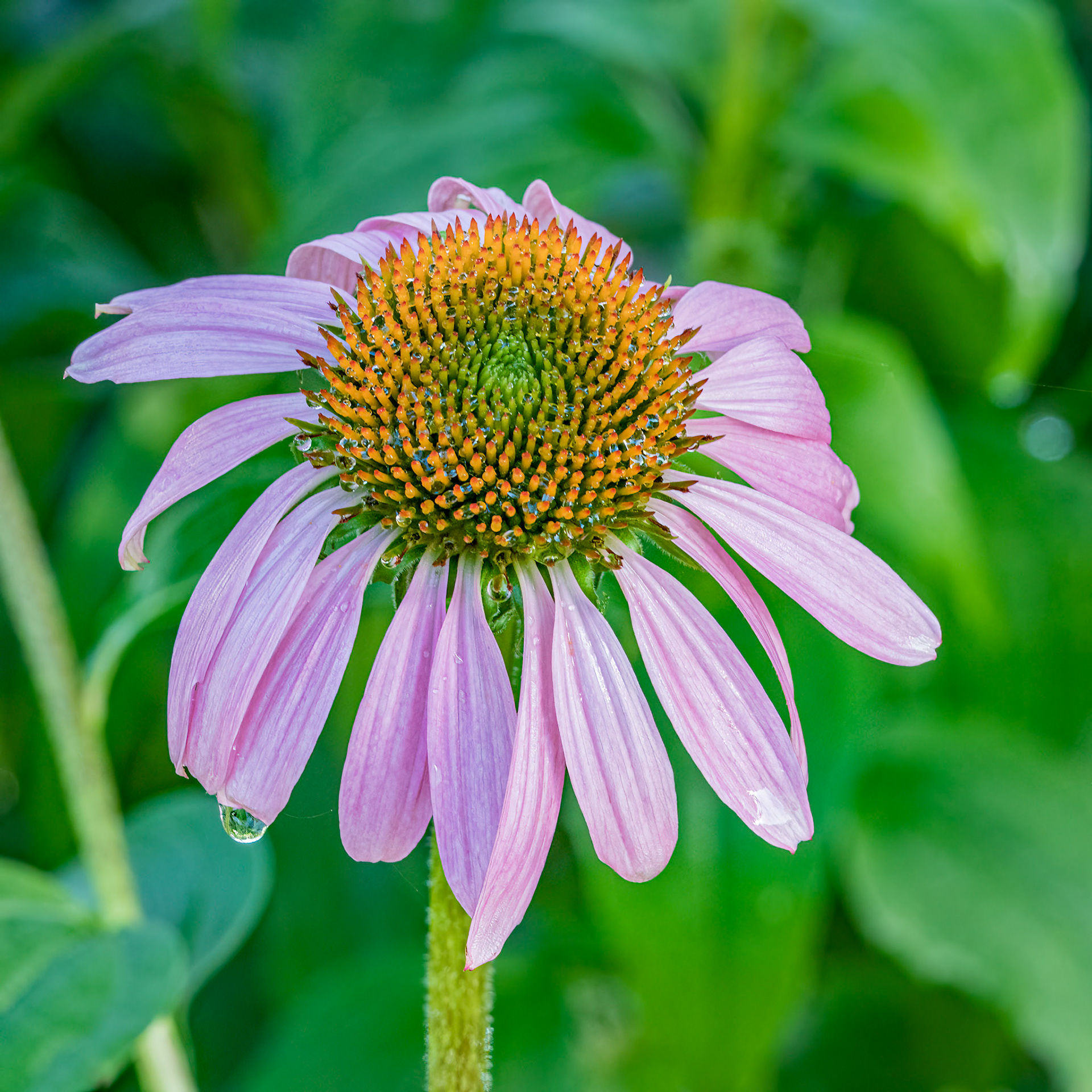 Coneflower 1, Brunswick County Botanical garden