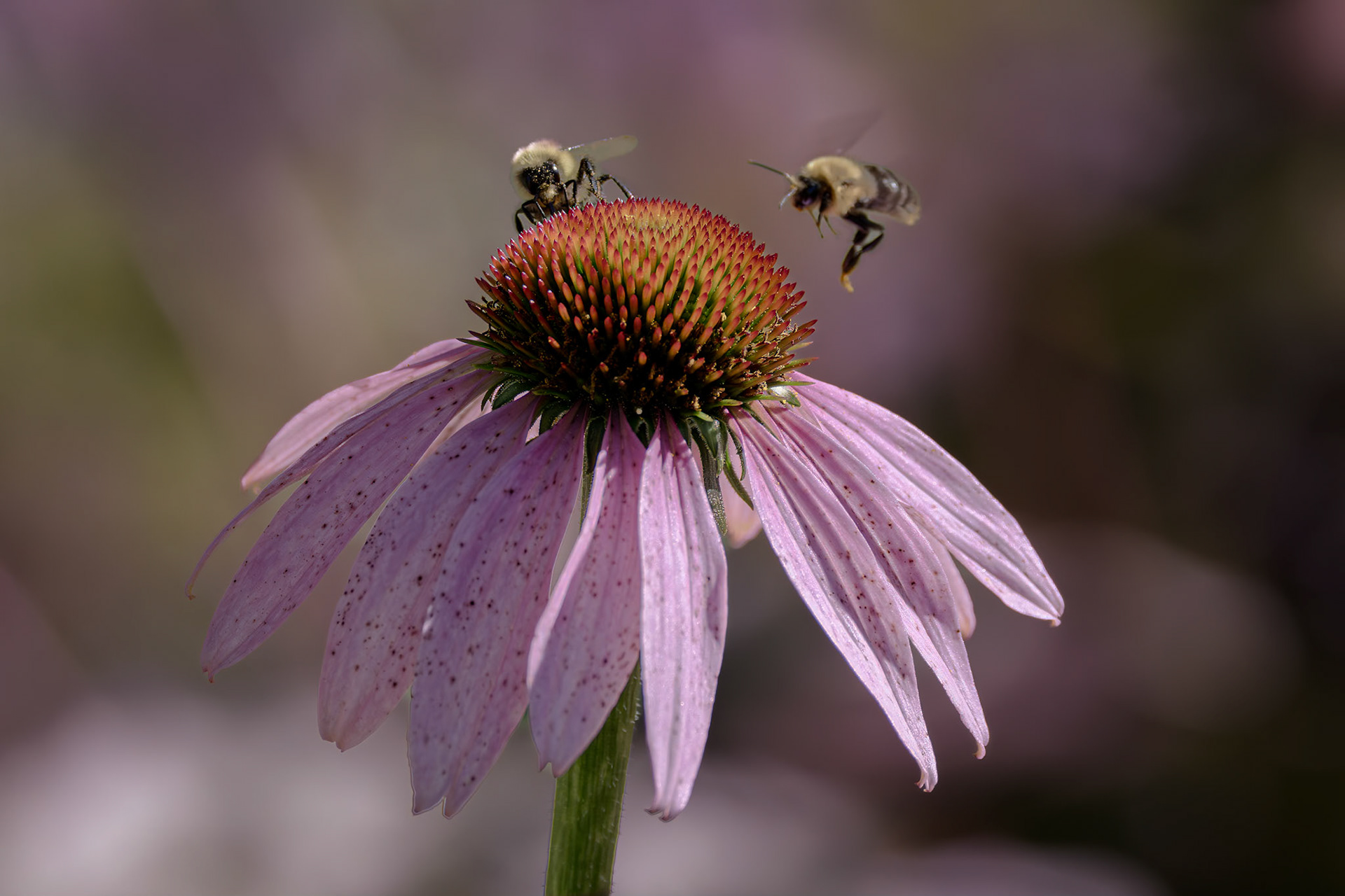 Bee 32, on coneflower, Brunswick County Botancial Gardens