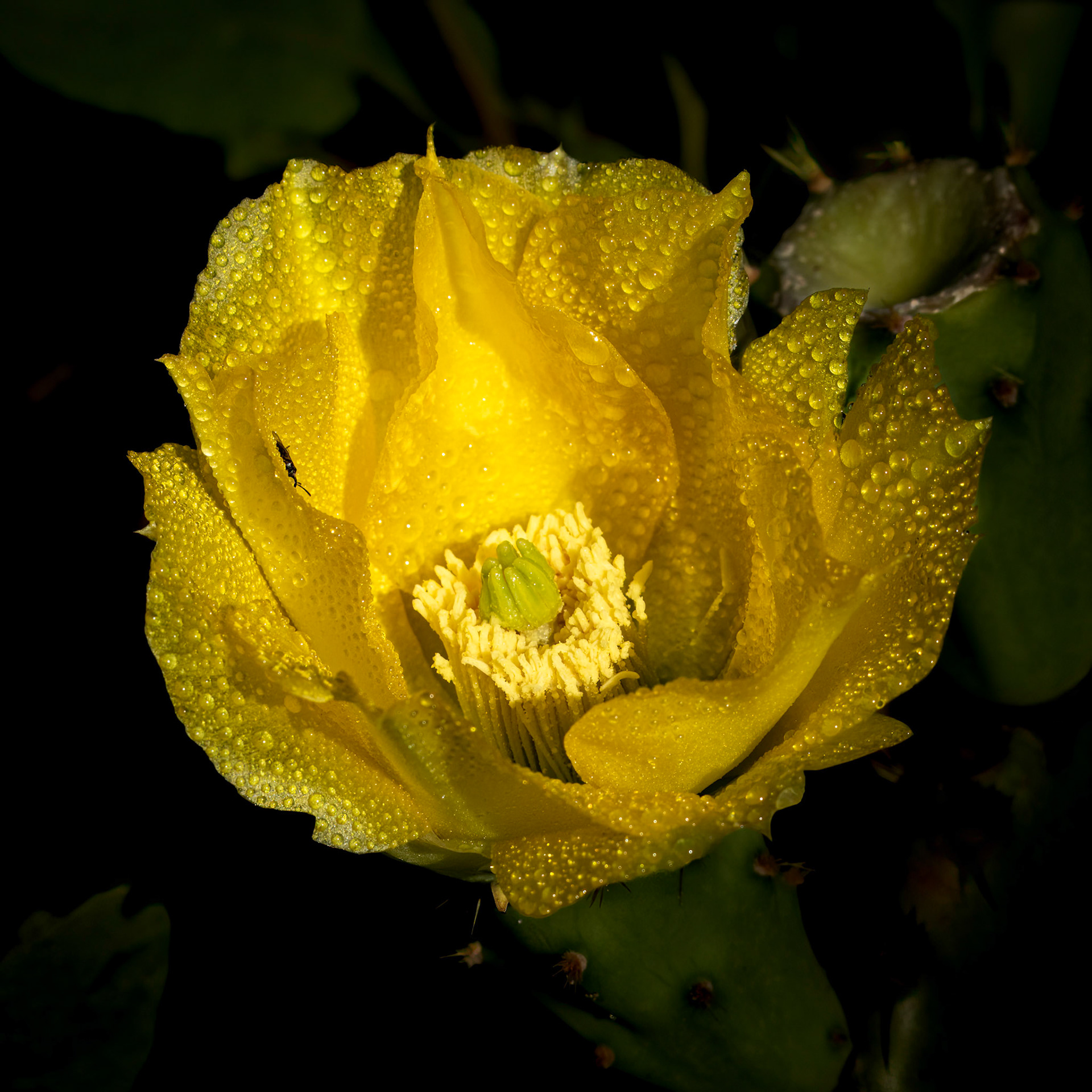 Prickly pear 8, OIB east end