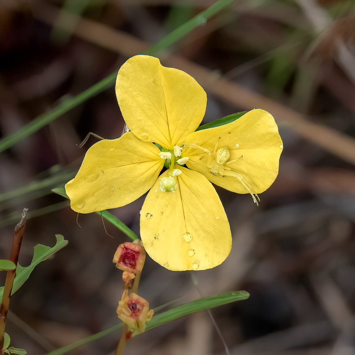 Golden silk spider 2, Green Swamp Preserve, The Nature Conservancy 2022 Semifinalist