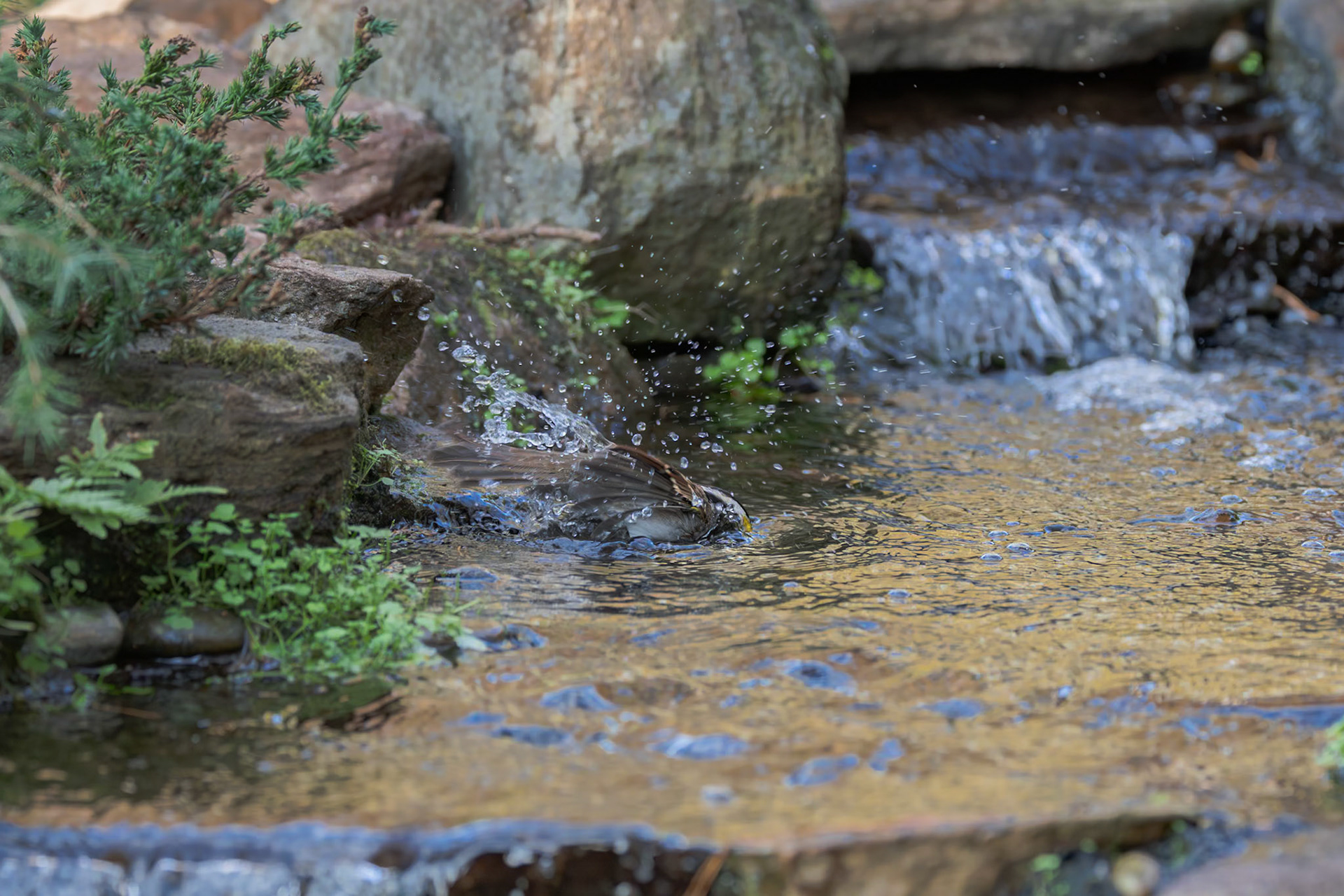 White Throated Sparrow 5, The Nut House, Clemson, SC