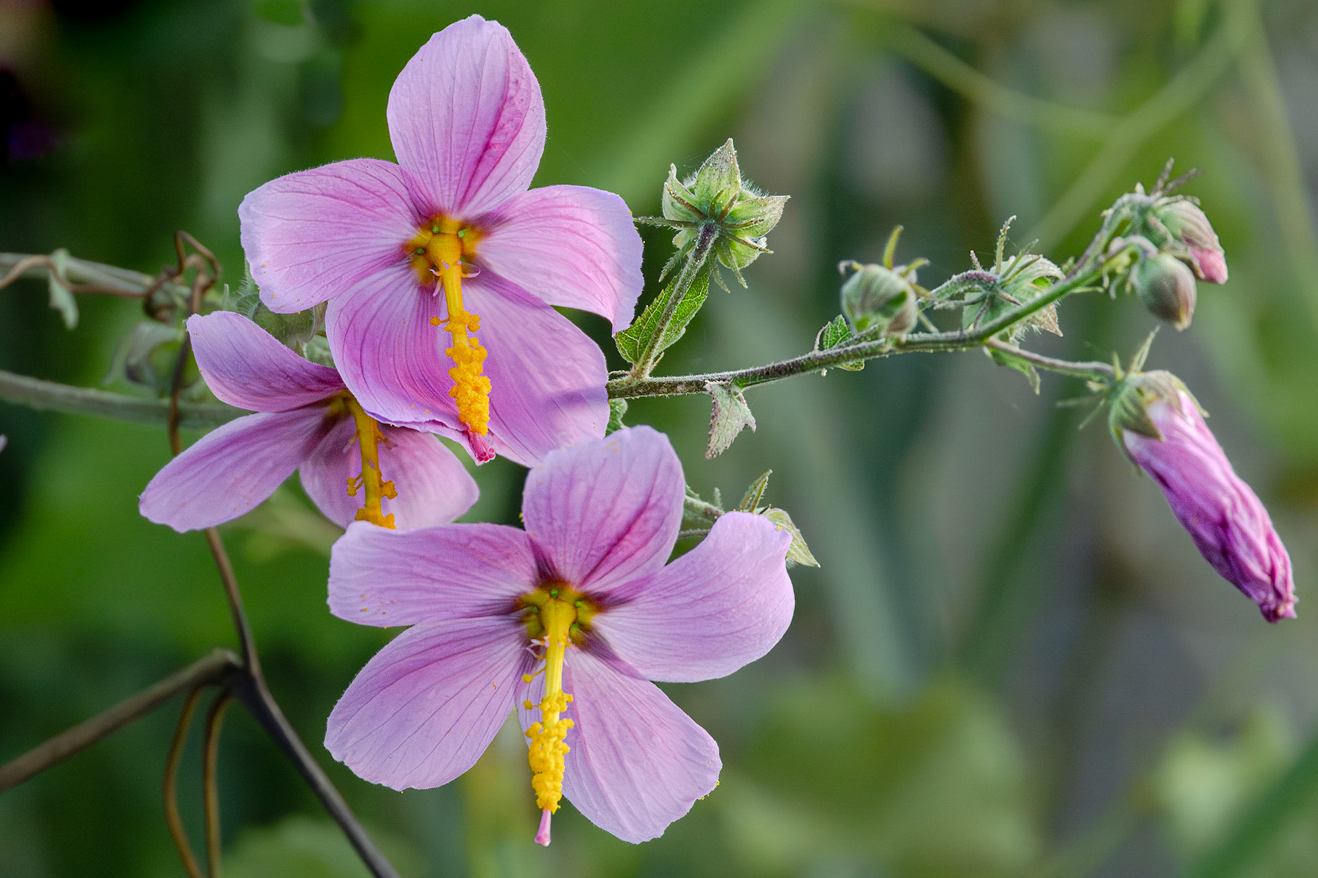 Swamp hibiscus 1, Carl Bazemore Bird Walk