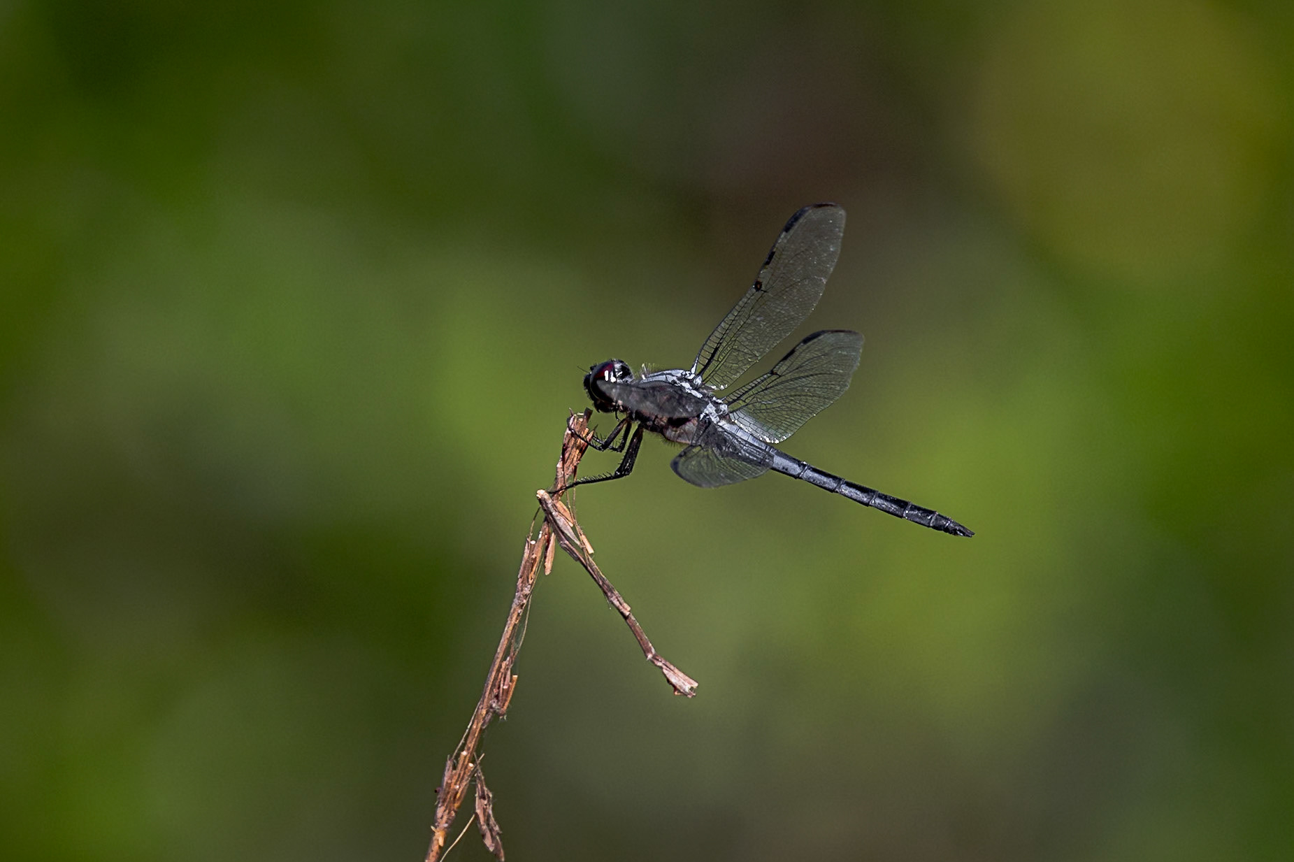 Bar winged skimmer 1, greater Green Swamp area