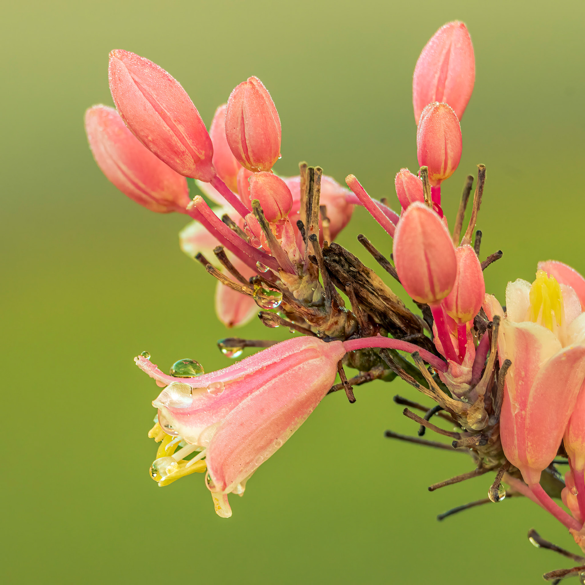 Red yucca 3, Brunswick County Botanical Gardens