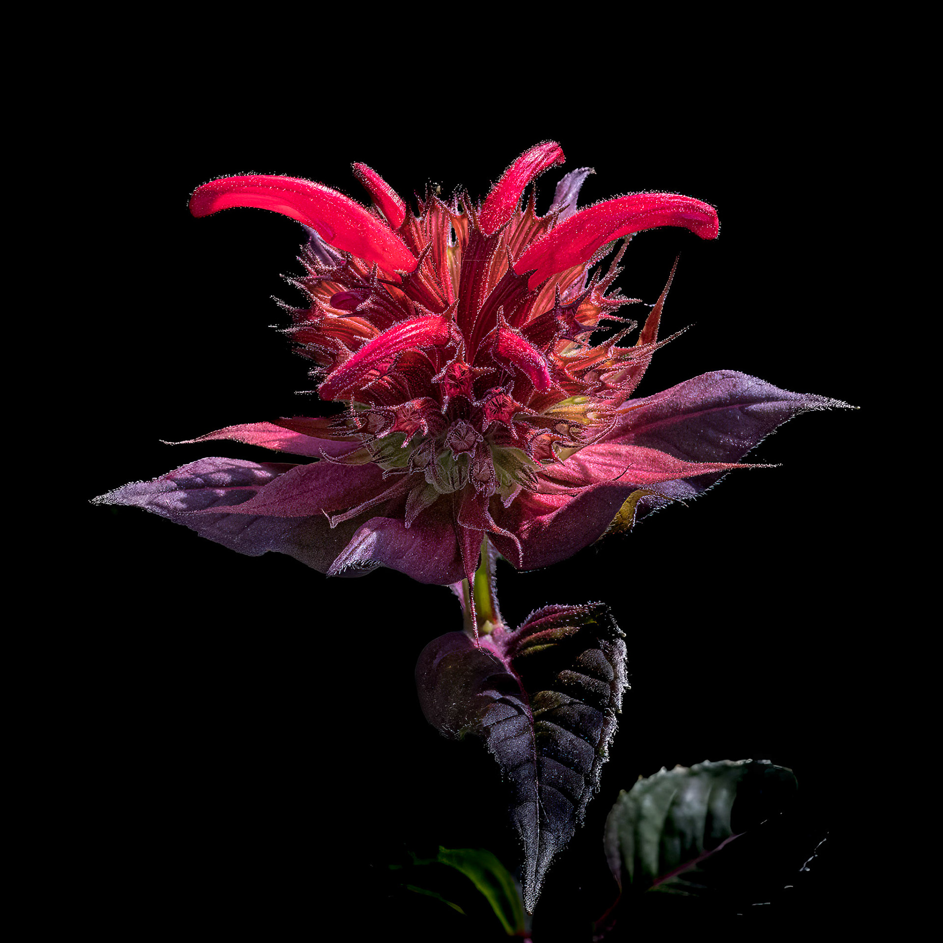 Beebalm 4, Brunswick County Botanical Gardens