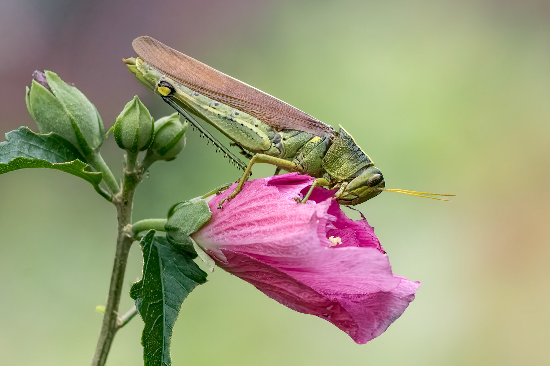 2024 NANPA Semifinalist, Grasshopper on hibiscus 2, Brusnwick County Botanical Gardens