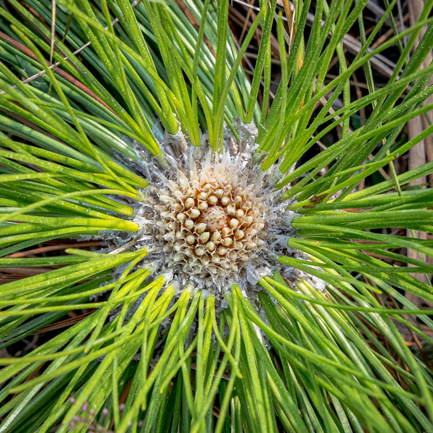 Long leaf pine 1, Green Swamp Preserve
