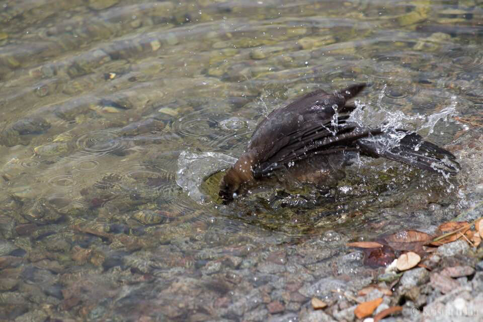 Boat Tailed Grackle 1, SB Bird Platform