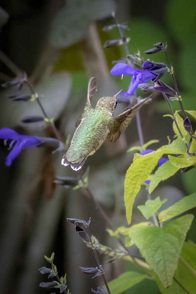 Hummingbird 15, Brunswick County Botanical Gardens