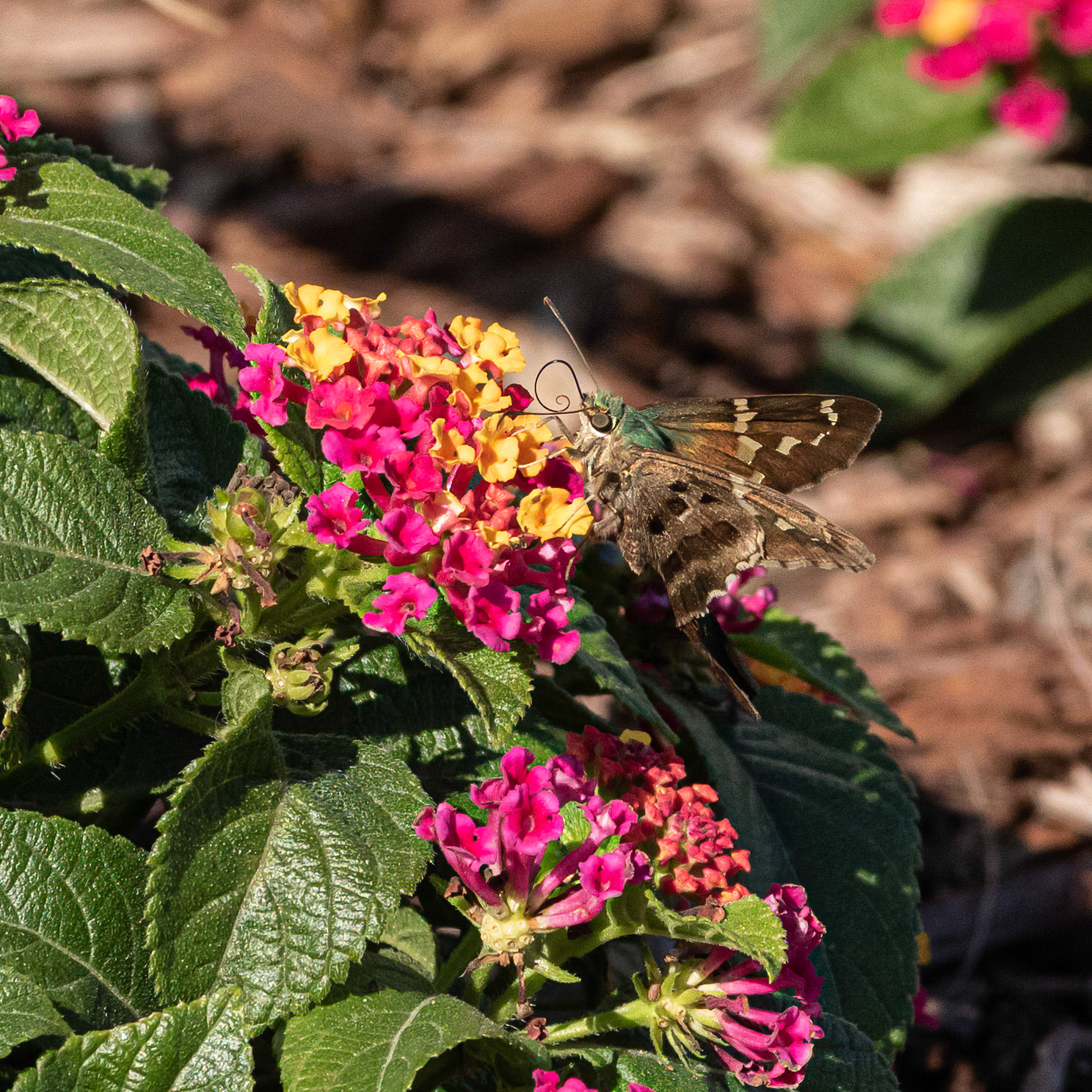 Long-tailed Skipper 2, OIB east end