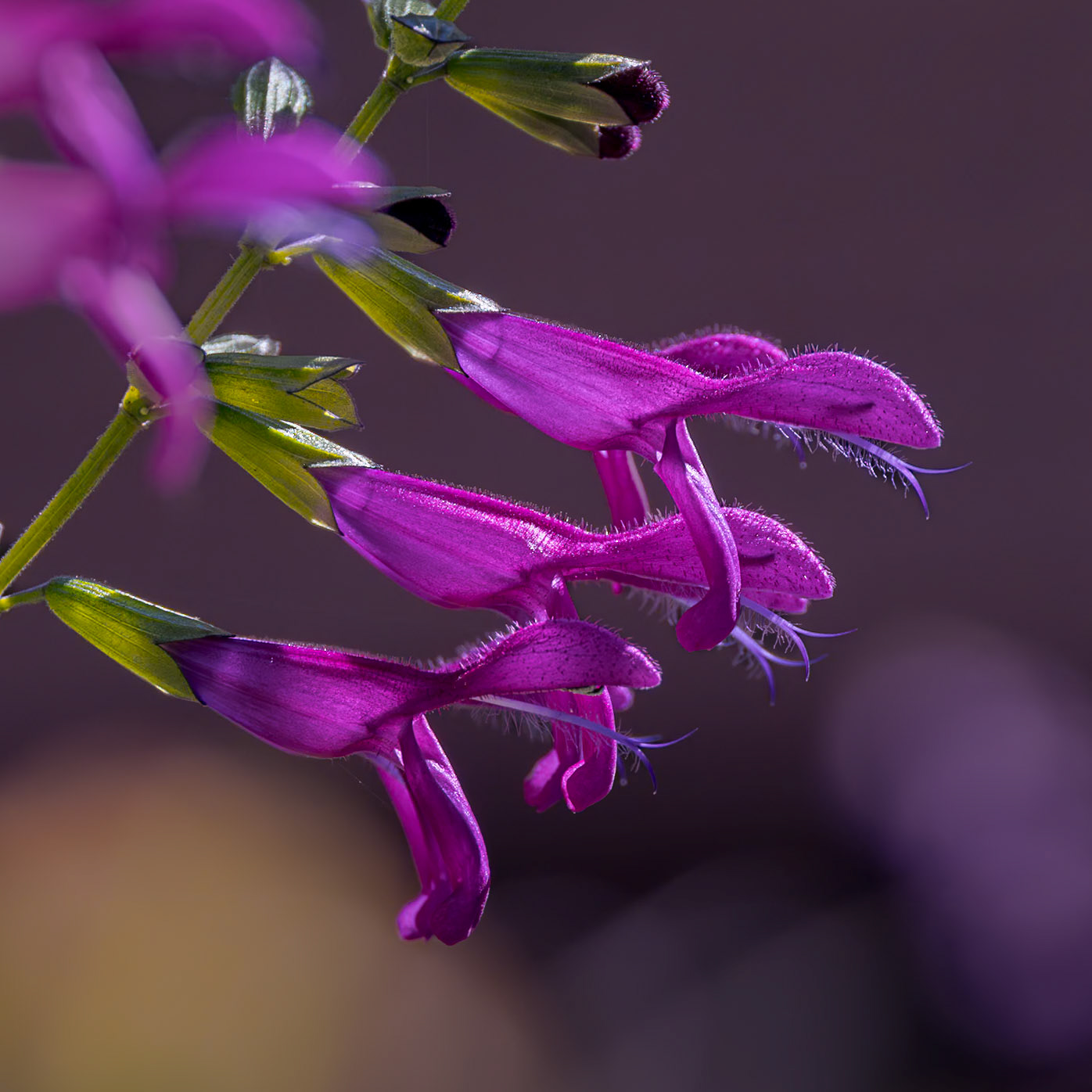 Anise-scented salvia or hummingbird salvia 2, Brunswick County Botanical Gardens