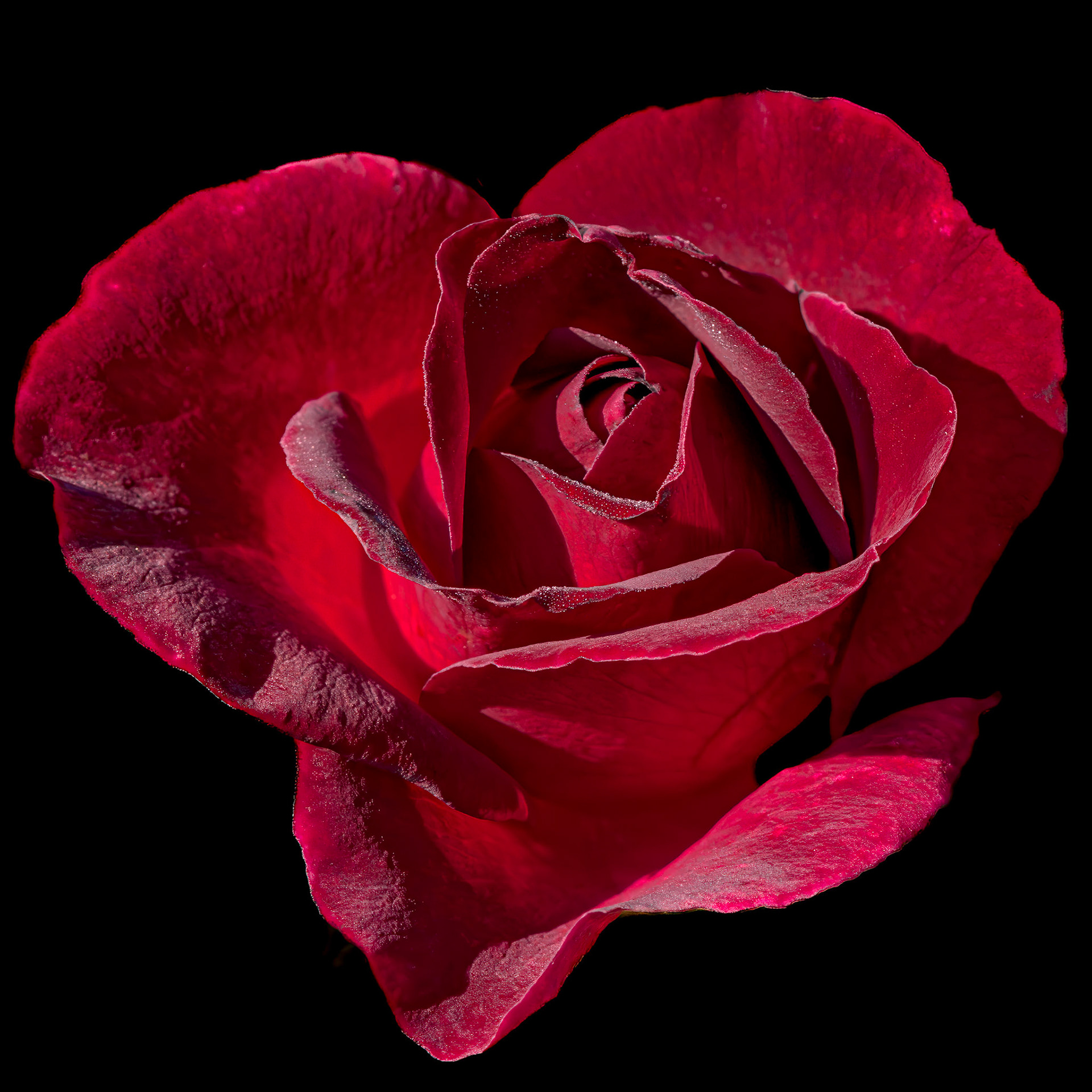 Rose 25, Brunswick County Botanical Gardens