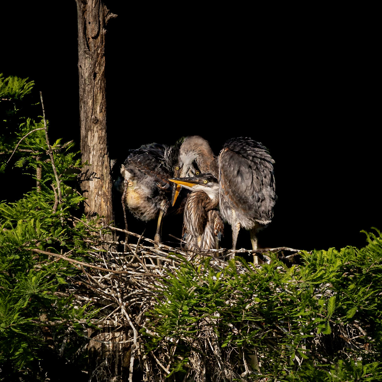 Great blue heron 92, Magnolia Plantation and Gardens, SCAIR 39