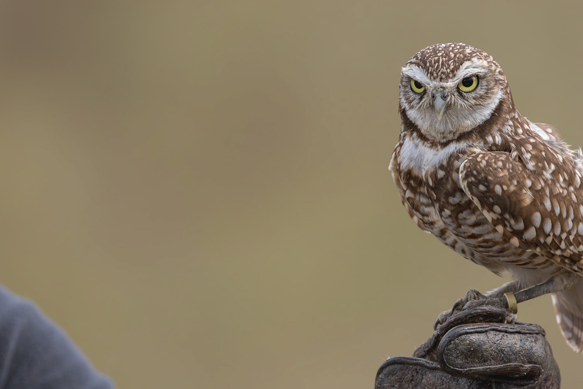 Burrowing owl 6, Center for Birds of Prey, Awendaw, SC