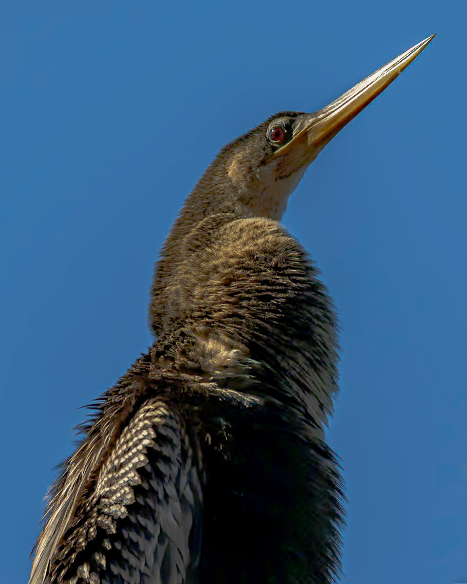 Anhinga 27, Huntington Beach State Park
