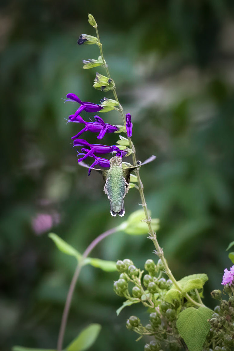 Hummingbird 12, Brunswick County Botanical Gardens