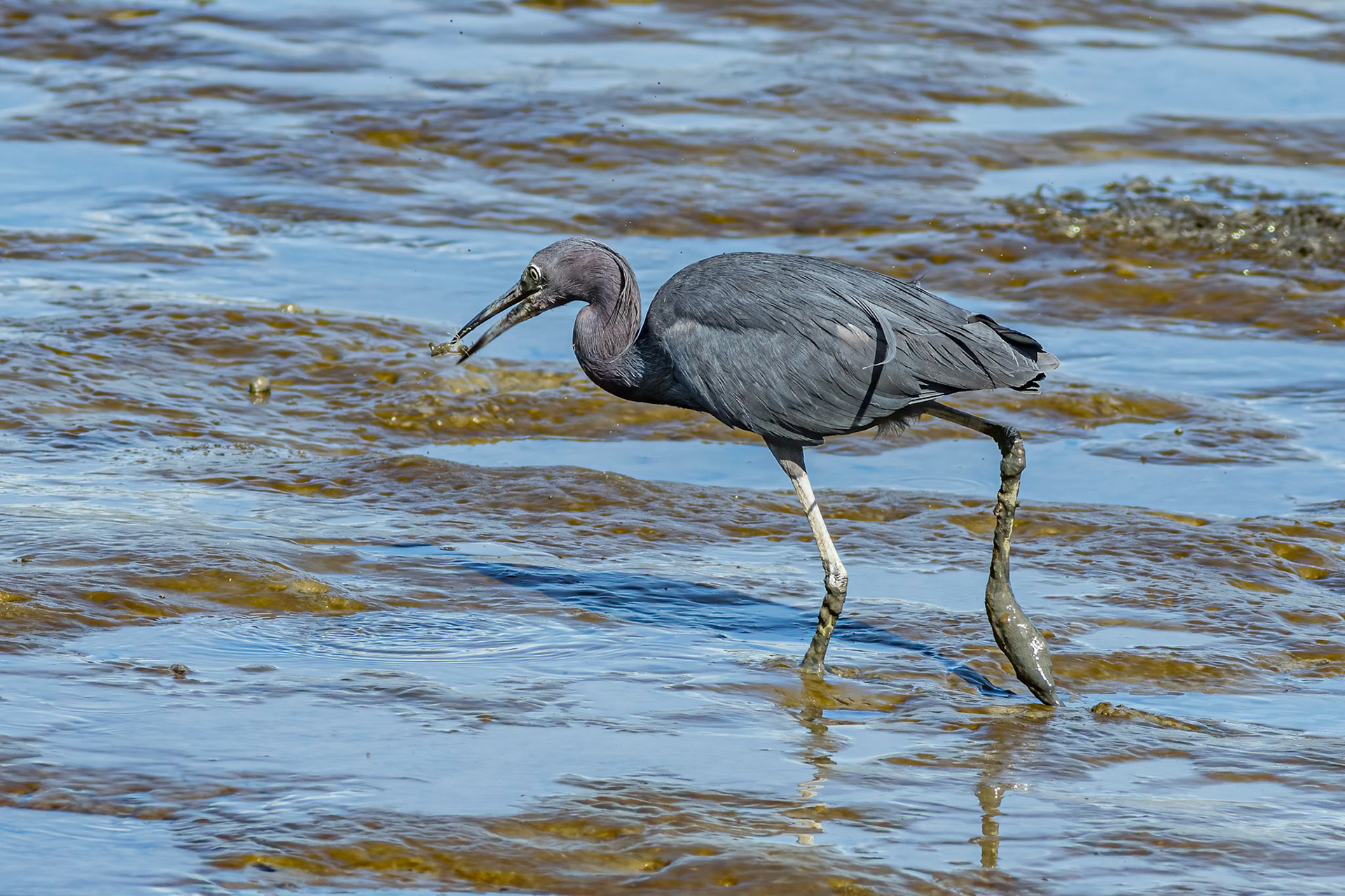 Little blue heron 7, Ferry Landing area