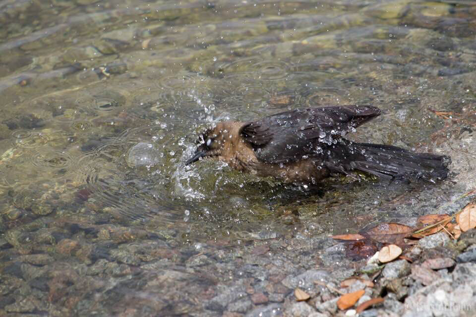 Boat Tailed Grackle 4, SB Bird Platform