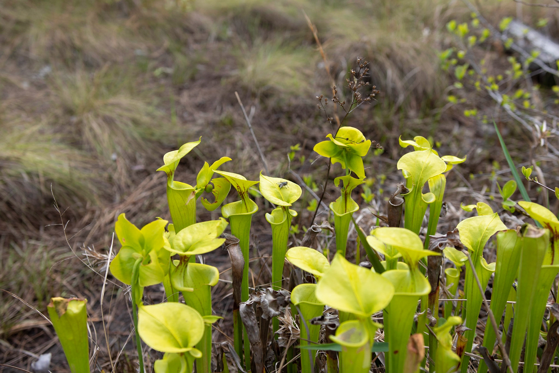 Yellow Pitcher Plant, Greenswamp