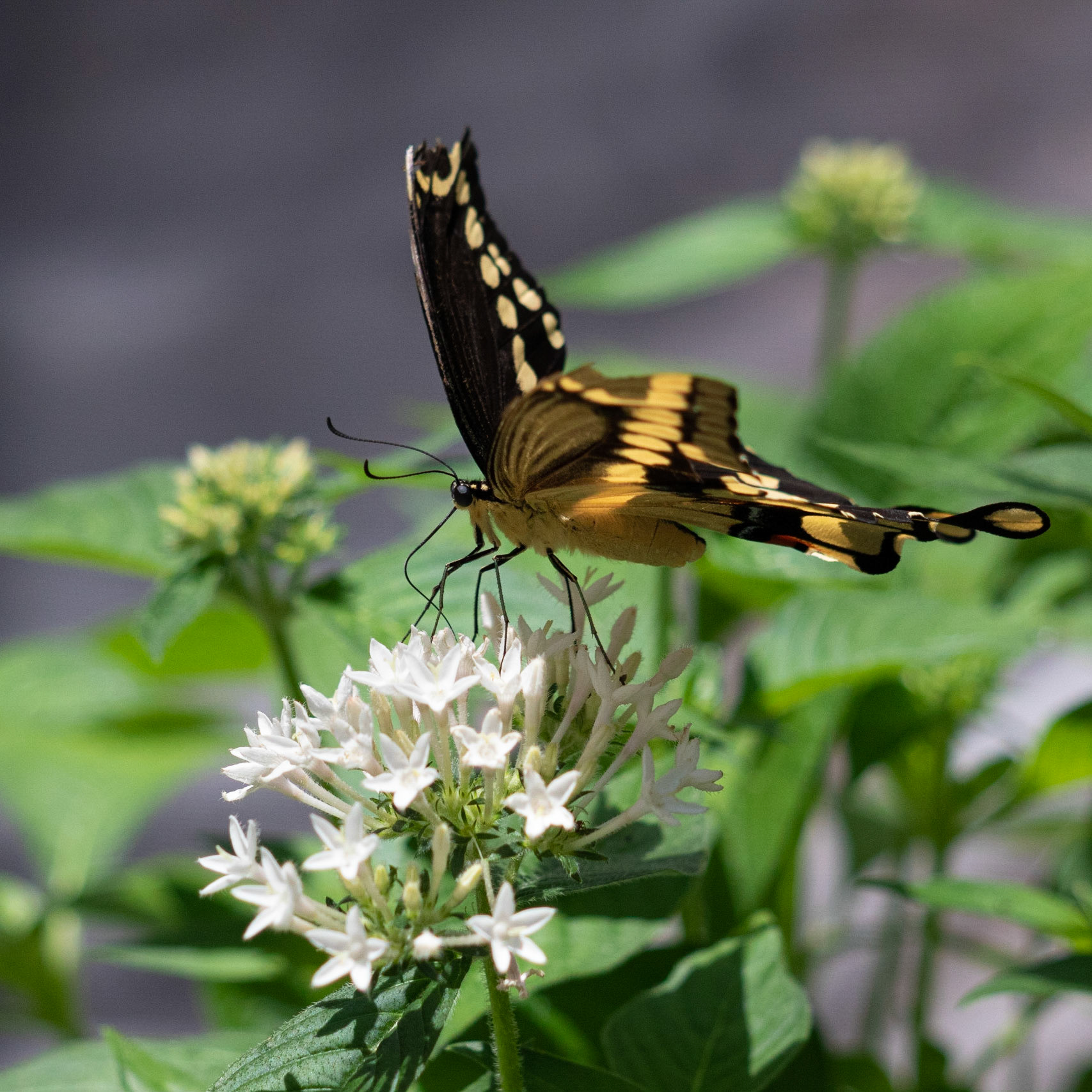 Giant Swallowtail 6, Airlie Gardens